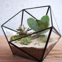 DIY terrarium: Cómo hacer un terrario con suculentas