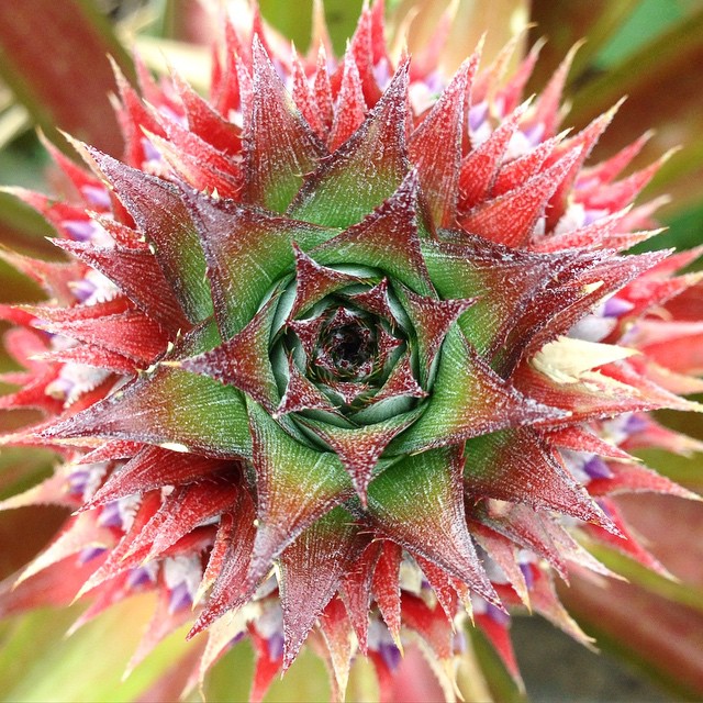 Instagram Image