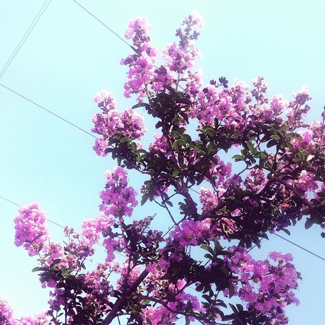 El cielo de Guadalajara se sigue pintando de colores... Qué bello espectáculo el de la primavera!!! ???More beautiful, flower trees in the city. Spring has certainly been spectacular! ???#casahausdailywalks #springinthecity