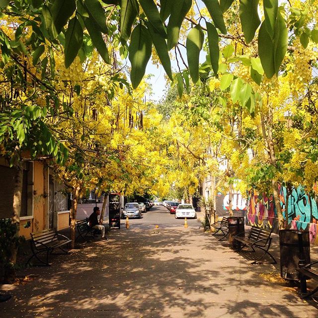 Imposible capturar tanta belleza en una foto. ? Otra muestra de mi querida #Guadalajara en #primavera. ?Hard to capture so much beauty in a simple photo. ? This is what my dear Guadalajara looks like in #Spring. ?#casahausdailywalks #springinthecity #?