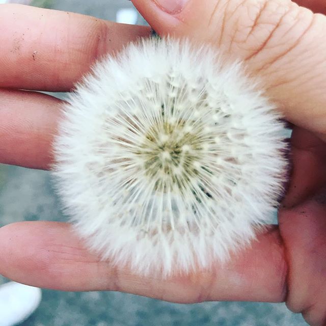 Piensa en un deseo... ¡y a soplar! ?✨ ¡Feliz martes!!!! ?Make a wish... and blow! ?✨ Happy Tuesday!! ?#bloom #dientedeleon #dandeliondream #dandelion #florecer #macrogardener #spring #springtime #nature #naturelover
