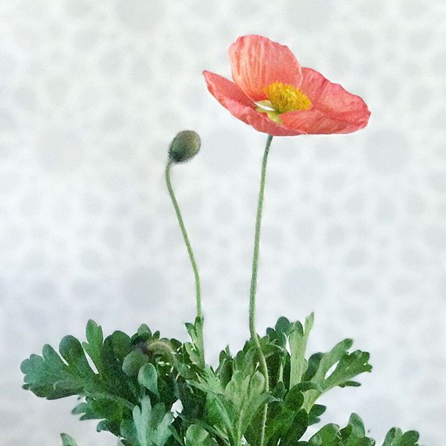 Primavera ??? Hay nueva inquilina en casa ☺️Spring ??? New plant in out house ☺️#primavera #spring #springtime #poppies #bloom #flowers #flowerstagram #flores #abmhappylife #abmathome #thatsdarling #livebeautifully #pursuepretty