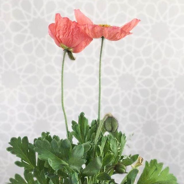¡Y entonces fueron 2! ?? ¡Feliz sábado!!!And then there were two! ?? Happy Saturday!#micasahaus #poppies #bloom #amapolas