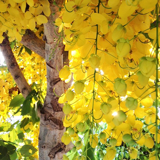 ✨? Luvia de oro ??✨??¿Cómo va ese sábado? Espero de maravilla!! #lluviadeoroenlaciudadThis tree's name literally translates into "Rain of gold" ✨ and it's one of my absolute favorites! ??#casahausdailywalks #lluviadeoro #? #guadalajara