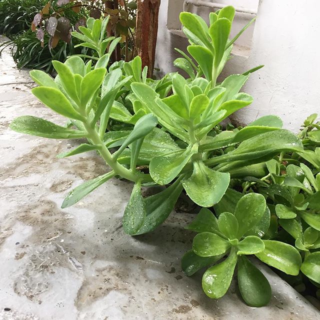 Las suculentas de mi hermana, creciendo felices a lo largo de la entrada de su casa... A poco no son hermosas? ? Y además, están enormes!!! #lasquieroylasquieroya My sister's succulents, growing happily along her entrance pathway... aren't they gorgeous? ? They are huge!!! #iwantthemall
