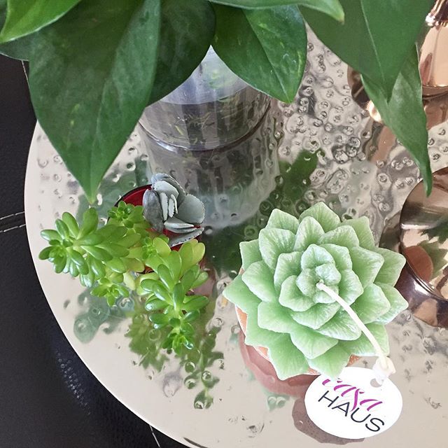 Feliz martes!! ? Preparando pedidos de sucuvelas para enviarlas a sus nuevos hogares ??Emoción total!!! ??Happy Tuesday!! ? Today I am prepping these succucandles to ship them to their new homes ? So excited to have you have a piece of me ??#onmytable #succulove #candles #home #velas #velasartesanales #velasaromaticas #handmade