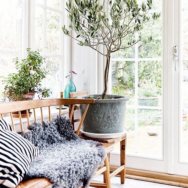 ¡Buenos días! Chulada de rincón tomada del post de hoy: olivos en interiores. ? ¡Qué lindos son, verdad? Más fotos para enamorarse de esta tendencia en??www.casahaus.net??Good morning from this cute spot from today's post: indoor olive trees ? So gorgeous, right? More inspiration on this trend up on the blog ;)#olivetrees #homedecor #homeinspo