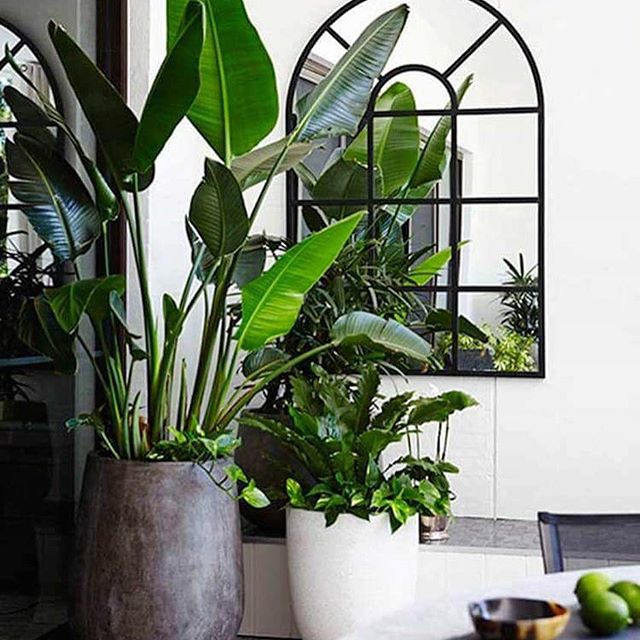 Me fascinan los espejos en todos los espacios, pero en los patios y jardines de manera muy especial!!! ? Amplían visualmente los ambientes, dan luz, y además multiplican el efecto alegre de las plantas... son ideales para rincones chiquitos!! Cómo este precioso diseño de @adamrobinsondesign ?? Por cierto, verdad que esa Ave del paraíso gigante está soñada???? Yo quiero una igual!!! ?? #quiendiceyoI absolutely LOVE mirrors in all kinds of shapes and spaces, but especially in gardens and outdoor areas!! ? They work wonders and are perfecto for tiny courtyards and balconies, like this gorgeous one designed by @adamrobinsondesign ? By the way, how awesome is that giant Bird of Paradise?? I need one now!!! ??
