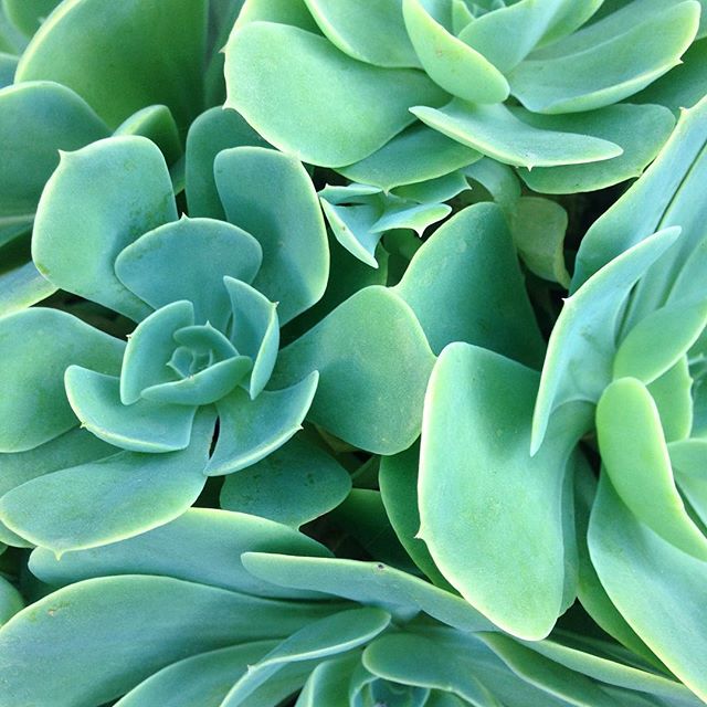 Mares de suculentas en el jardín de mi mamá ???Sea of succulents at my mom's garden ???#succuzoom #succulove #gardenlove