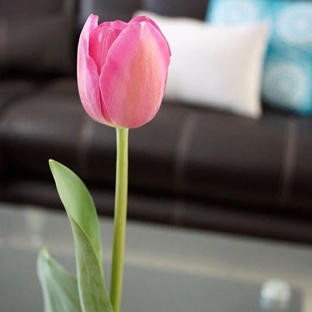 ¡Buenos días!! ? Good morning!!#bloom #flowers #tulips #elladobonitodelascosas #floralperfection #flowerstagram #myhome #home #underthefloralspell #apartmenttherapy