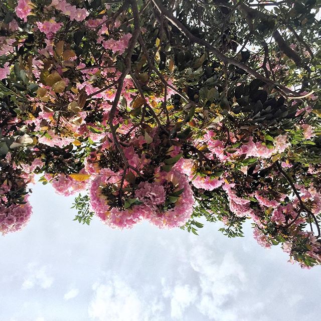 Mirar hacia arriba... y sonreír ???? Primavera en la ciudad ?To look up, and smile ???? #springtimeinthecity...#pinktrees #rosamorada #pink #bloom #pinkbloom #florecer #igersguadalajara #springtime #spring #primavera #flowers