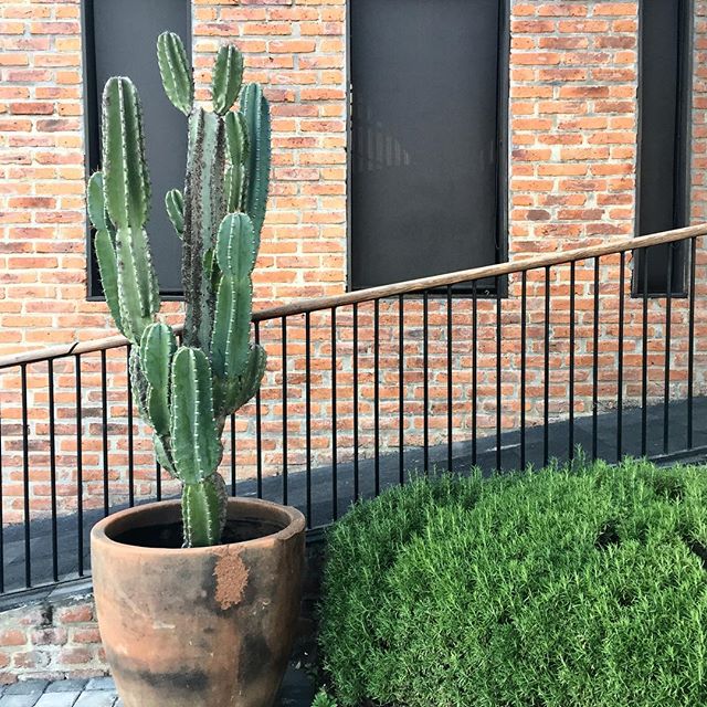 Hace unos días caminé por la calle y me encontré este precioso rincón ? ? Qué lindos son los cactus, ¿verdad? Y más cuando están acompañados por un muro de ladrillos, herrería negra y un arbusto bien tupidito de romero (mi favorito)!!!! ? Hasta puedo recordar el aroma... ¡Bonito día a todos!!!Walking in the streets I found this lovely spot ?? Cactii are so beautiful, right? Even more so with a gorgeous brick wall, black iron windows, and fragrant rosemary (my favorite!). Happy day!!!#guadalajarabonita #cactuslover #rosemary #abmhappylife #brickwall