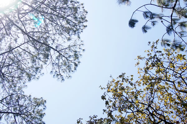 arboles