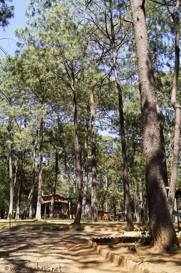 bosque cr