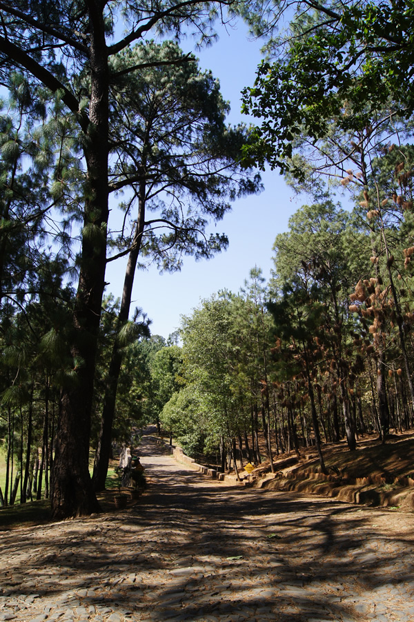 bosque