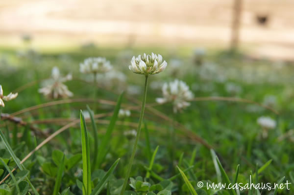 flor cr