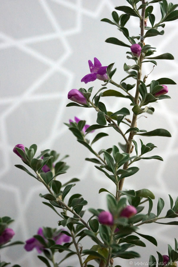 Plantita en la sala | Casa Haus