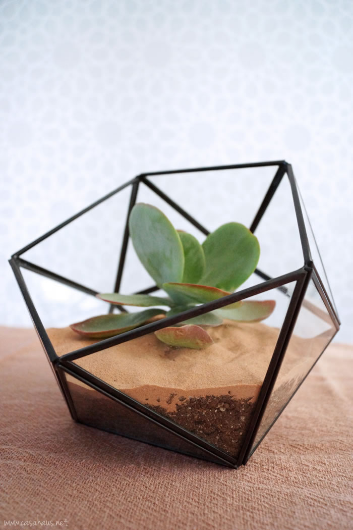 DIY faceted terrarium tutorial | Cómo hacer un terrario | casahaus.net
