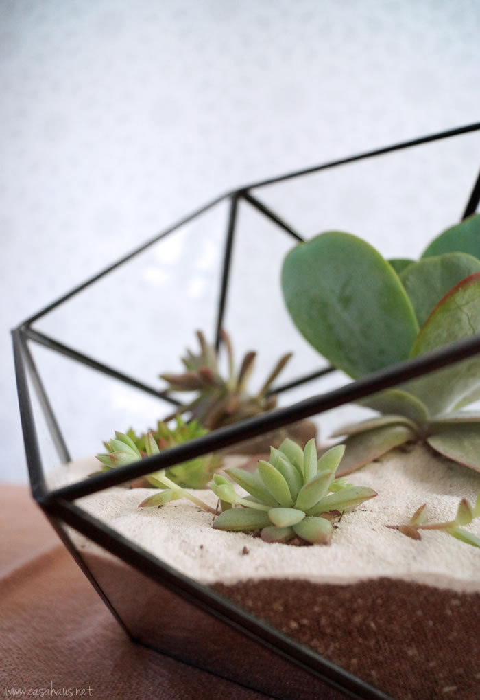DIY faceted terrarium tutorial | Cómo hacer un terrario | casahaus.net