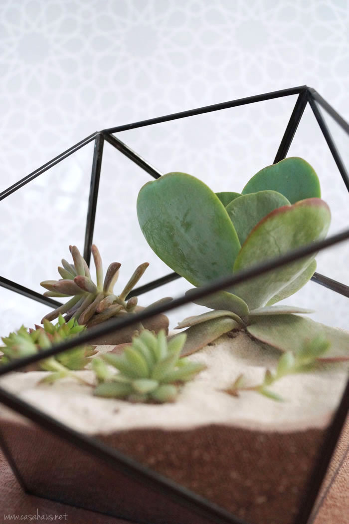 DIY faceted terrarium tutorial | Cómo hacer un terrario | casahaus.net