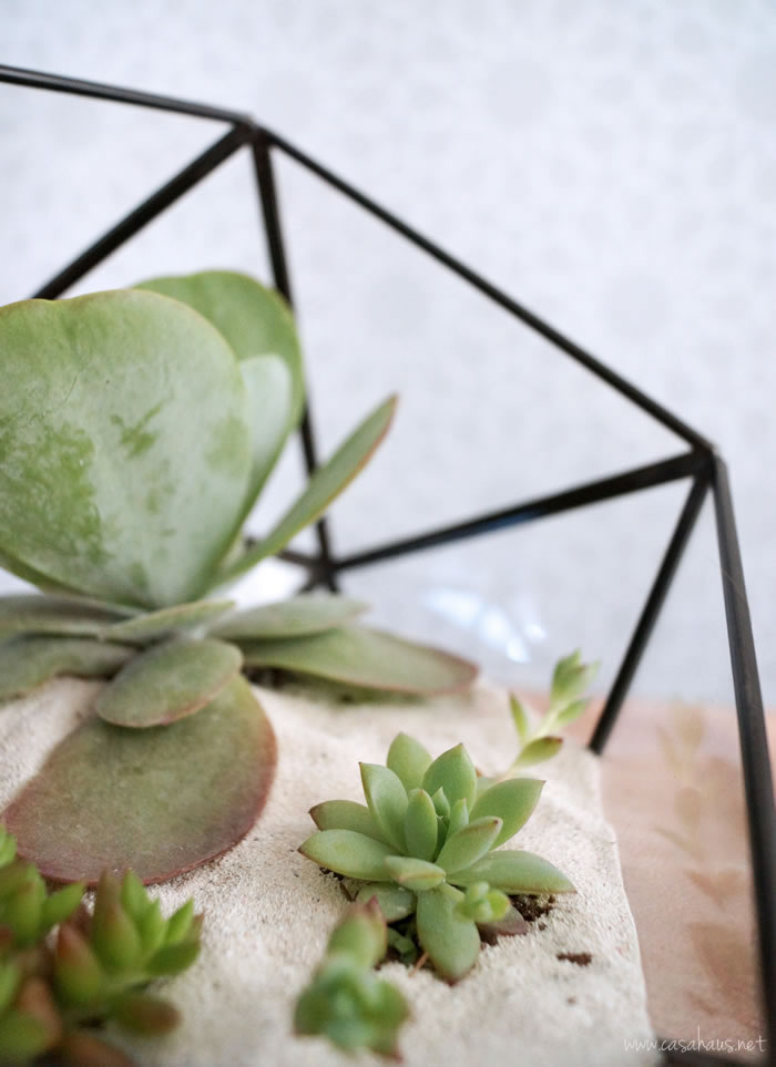 DIY faceted terrarium tutorial | Cómo hacer un terrario | casahaus.net