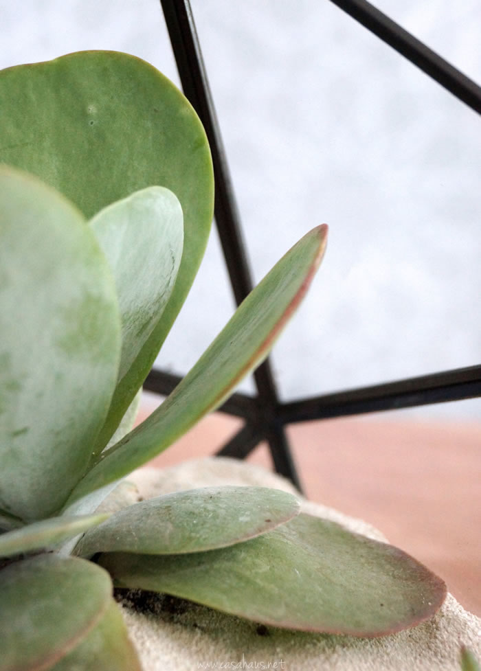 DIY faceted terrarium tutorial | Cómo hacer un terrario | casahaus.net