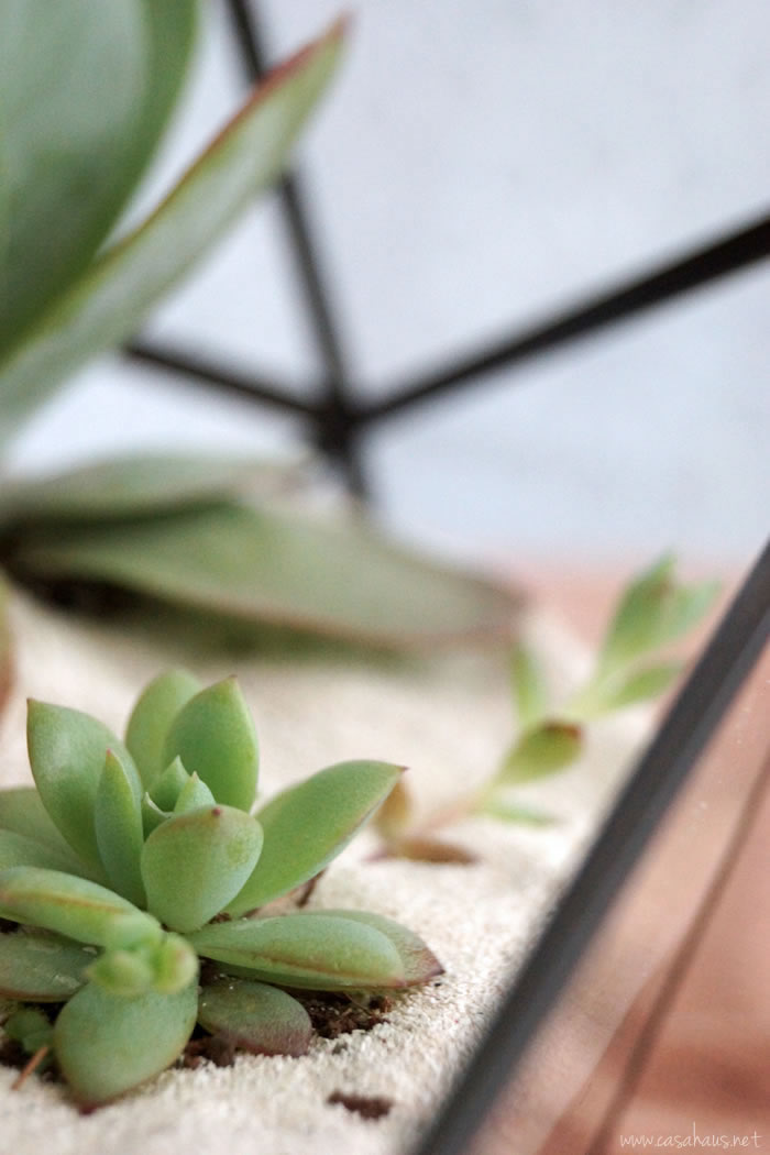 DIY faceted terrarium tutorial | Cómo hacer un terrario | casahaus.net
