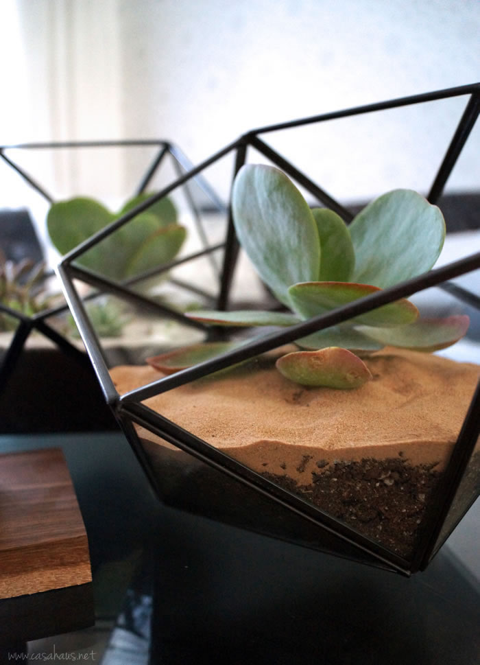 DIY faceted terrarium tutorial | Cómo hacer un terrario | casahaus.net