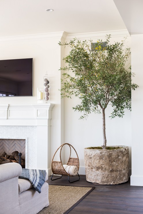 Indoor Olive Trees | Olivos para el interior | casahaus.net