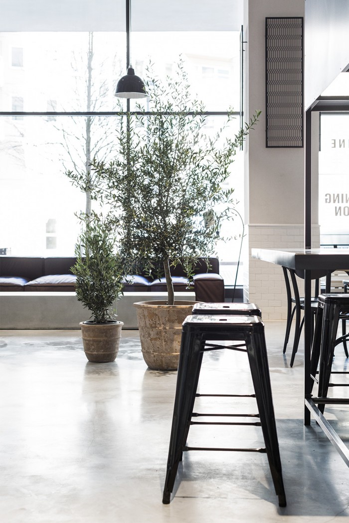 Indoor Olive Trees | Olivos para el interior | casahaus.net