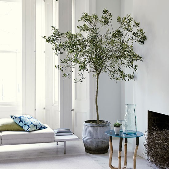 Indoor Olive Trees | Olivos para el interior | casahaus.net