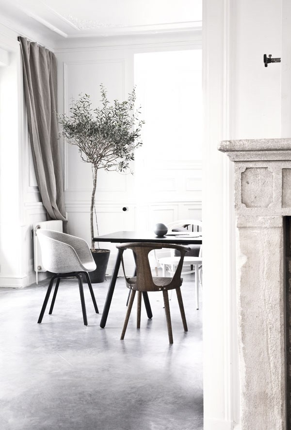 Indoor Olive Trees | Olivos para el interior | casahaus.net