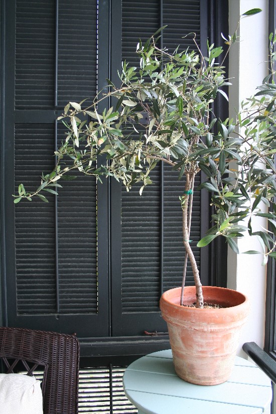 Indoor Olive Trees | Olivos para el interior | casahaus.net