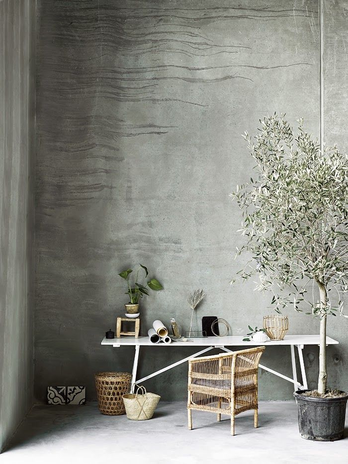 Indoor Olive Trees | Olivos para el interior | casahaus.net