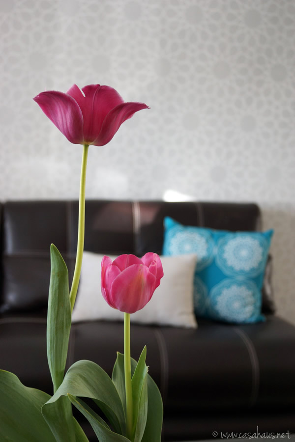 Tulips / tulipanes